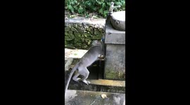 monkey is thirsty and drinks water from a tap