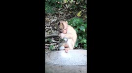 little monkey tries to drink water and his mother defends him from an attack