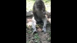 monkey scratches energetically