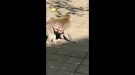 a monkey carries her little baby in indonesia