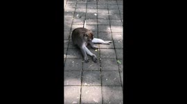 monkey plays with a marble