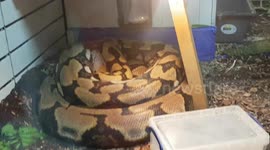 Rericulated Python Snakes can grow to massive sizes and are long in length