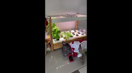 French Bulldog makes 3 course of meal for Valanetines’s Day! Very cutr and funny
