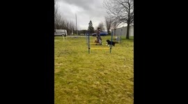 Funny dogs. Training fail. Agility blooper. Collies