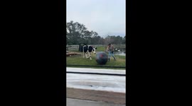 Romeo plays ball