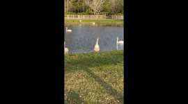 Quackers the Goose
