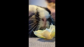A hungry long haired Guinea Pig eats in slow motion with loud crunching.