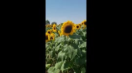 A walk through a huge field full of pick your own sun flowers in very hot sun near Doncaster, South Yorkshire
