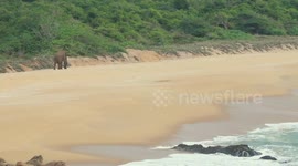 wow... a wild elephat came to the beach to find te food in sri lanka