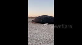 Concerns mount over dead whales washing ashore in US