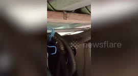 Gargantuan 13ft-long king cobra dangling on family's ceiling caught in Thailand