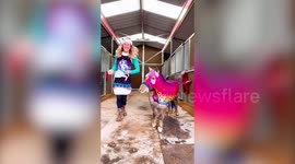 Woman creates matching outfits for miniature horses and their owners