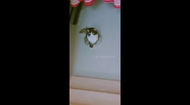 Cat sitting at stairs looking at the owner and looking very cute.