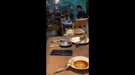 Cat fails in its desperate attempts to claw food from off restaurant table