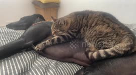 Rescue dog and cat are best friends and sleep buddies.  Buddy keeps Jackson warm on the cold nights!