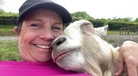 Relaxing, snoring, burping goat chillaxing with his human best friend in the Somerset sun and countryside