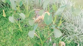 Small dog loves to hide somewhere he can't be seen