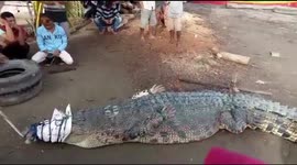 Giant Muara Crocodile Arrested by Residents of West Pasaman, Indonesia