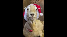Brian the pet rescue goat wearing his Christmas hat and smiling for the camera on deman!