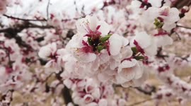 Tourists Play In A Greenhouse of Apricot Trees in Zhangjiakou, China