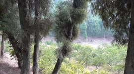Shots Of Natural Forest In Yichang, China Showing Progress Of Protection And Restoration Project
