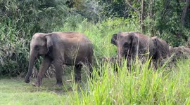 Elephant mom chasing to jeep to protect her baby in sri lanka