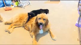 A rescued baby goat playing with his foster sister the rescued dog at The Israeli Bat Sanctuary