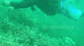 Divers remove 30 kilos of fish nets stuck on coral reefs in Thailand