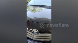 Driver finds family of stray cats sleeping inside car engine before leaving home