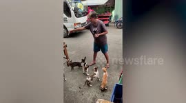 Kind resident feeds stray cats and dogs sausages