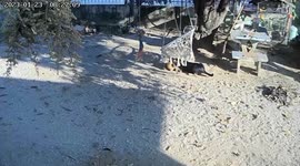 Funny pet dogs fight over who could use hammock in home in Thailand