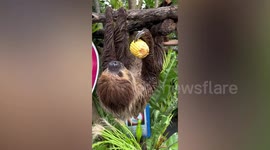 Dozy sloth sleeps while eating sweet corn