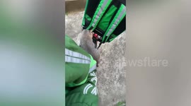 Pet cat rides pillion on food delivery rider's scooter