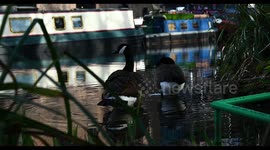 Two Geese in the Regents Canal by then Camley Street Natural Park, Camden, London, United Kingdom