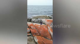 Tourist suffers embarrassing beach photo fail when she slips off wet rocks into raging sea in Australia