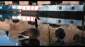 Geese within Central London on the Regents Canal, London, United Kingdom