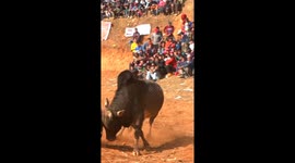 Bull fighting is a tradition in tarkeshwor, Nuwakot Nepal. It is organized every year and hundreds of bulls from around the country participate in the event