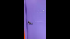 Good doggos stay while mom goes to the bathroom!