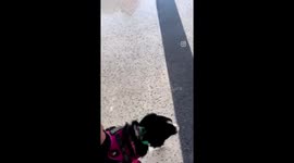 Gamora the service dog walks without leash at busy airport