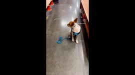 Service puppy Quill practicing in Home Depot