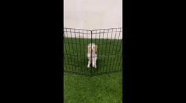 Cali the puppy goes boing… boing… bounce