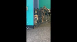 Sneaky corgi escapes her play pen