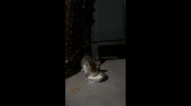 Cute Baby Kittens Drinking Milk in India . Kitten drinking milk on the street in Sambalpur