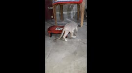 Funny cute cat playing small stool in India . Cute Funny Cats Videos