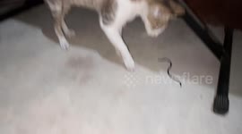 PET CAT VS BRAHMINY BLIND SNAKE.IN INDIA . CAT HAVING FUN WITH ABLIND SNAKE