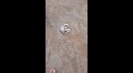 Cute kitten playing on sand in India . Cats Enjoyed a Humongous Sand Bath . funny kitten