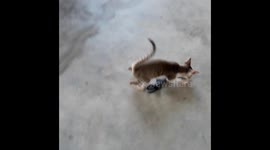 kitten playing on clothes pics in India . funny kitten play clothes . animal life