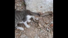 CENTIPEDE AND CUTE KITTEN . KITTEN . KITTEN PLAYING WITH A GLANT CENTIPEDE