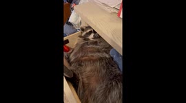 Rescue raccoon adorably sleeps in a drawer and plays possum in South Carolina