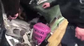 Rescue dogs join search for survivors in earthquake-ravaged city in Turkey